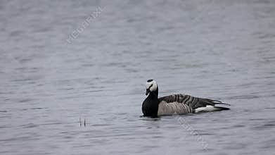 Beautiful black and white goose hunt fish in lakes, rivers, and canals.