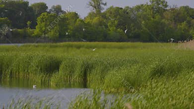 Many river gulls hunt fish in lakes, rivers, and canals.