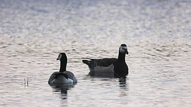 Beautiful black and white goose hunt fish in lakes, rivers, and canals.