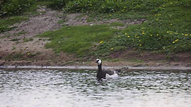 Beautiful black and white goose hunt fish in lakes, rivers, and canals.