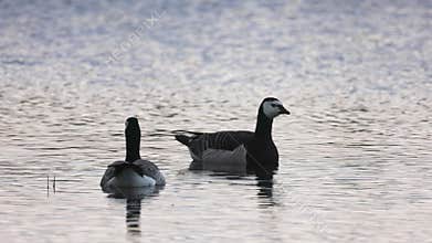 Beautiful black and white goose hunt fish in lakes, rivers, and canals.