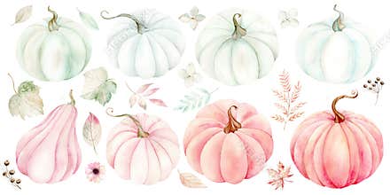 White, Pink, Orange Pumpkins and fall leaves. Large Set of isolated drawings on a white background. Watercolor illustration in