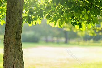 Chesnut tree with leaves