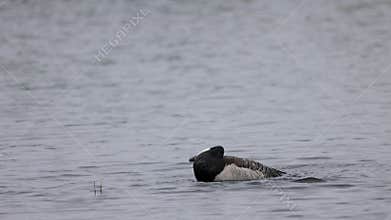 Beautiful black and white goose hunt fish in lakes, rivers, and canals. Black and white goose fly over the water.