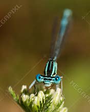 Incredible Blue Damselfy Portrait in Mid-Summer