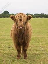 Highland bullock