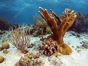Elkhorn coral (Acropora palmata)