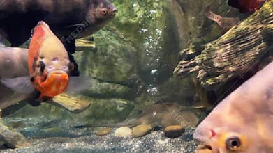 Close-up of a small shoal of herbivorous aquarium piranha and ocular astronotus floating on the bottom among rocks and