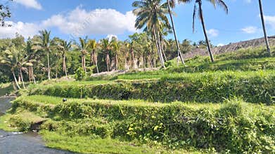 views of rice fields and rivers