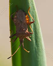Brown Beetle Resting on the Plant in the Shadow