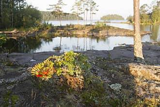 Rowan bush on the shore of Lake Ladoga in the morning