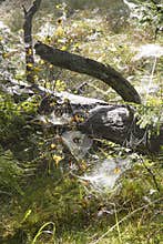 Spider web on a fallen tree in the forest