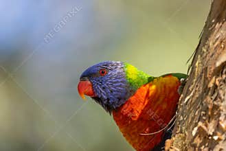 A Rainbow Lorikeet peeps out from behind a paperbark tree