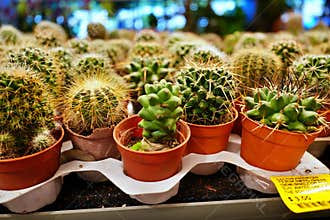 Assorted Cactus on pot