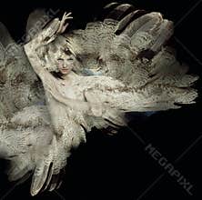 Plumage