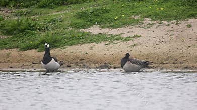 Beautiful black and white geese hunt fish in lakes, rivers, and canals.