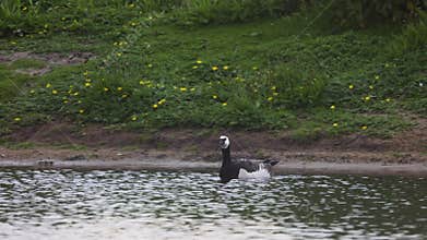 Beautiful black and white goose hunt fish in lakes, rivers, and canals.