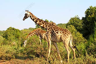 Giraffes