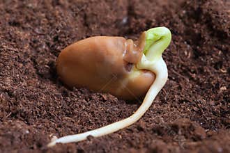 Germination of bean.