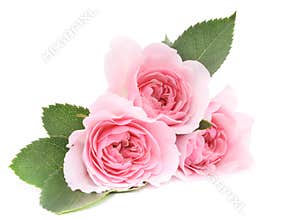 Pink Roses