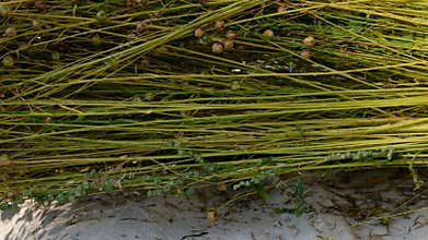 Long flax stalks. From flax to linen. Sustainable natural fibers.