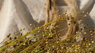 Flax seeds pods. Fibers of natural uncolored flax. Shadows. Linen cloth.