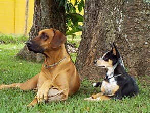 Fawn dog and black and white dog with collar lying on lawn looking away