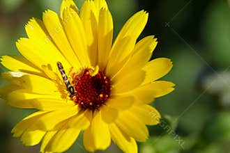 Yellow Pot Marigold and Hoverfly in the Sun