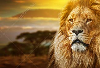 Lion portrait on savanna landscape