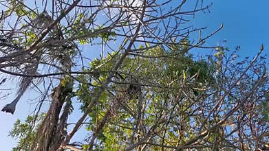 Spider monkey climbs into treetop in Mexico