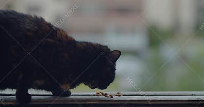 Close-up video of a homeless cat eating on the roof. 60 fps 4k footage.