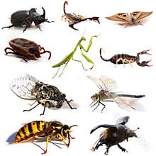 Insects and scorpions