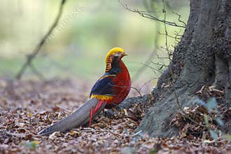 Golden pheasant, Chrysolophus pictus,