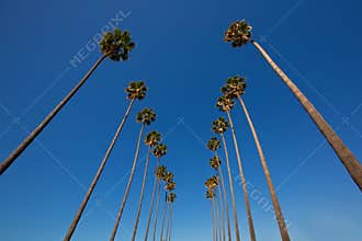 LA Los Angeles palm trees in a row typical California