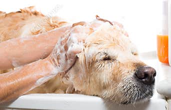 Bathroom to a dog