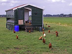 Chicken farm