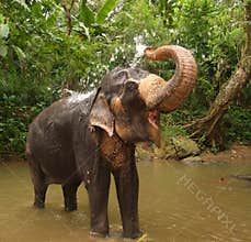 Elephant, Sri Lanka
