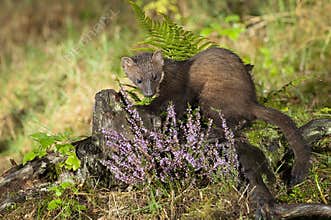 Pine Marten