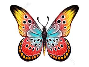 Hand drawn butterfly on white background