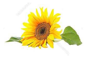 Sunflower with green leaves isolated on white background. Botanical. AIG57.
