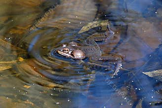 Wood Frog Calling