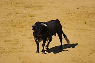 ...bull, animal, cattle, domestic, farm, background, fauna, big