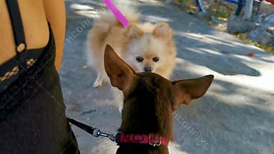 Dog fight on the roadside in Playa del Carmen Mexico