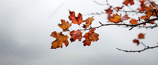 Autumn leaves hanging on branch against overcast sky