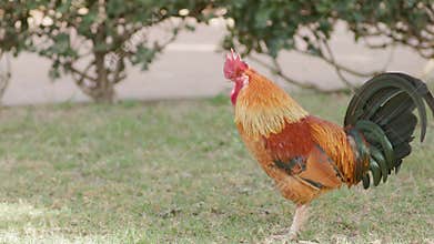 Proud rooster struts in green grass on a farm, symbolizing natural beauty. Its vibrant feathers and features evoke the