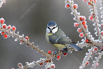 Blue tit, Parus caeruleus