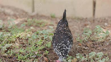 Speckled hen with black and white feathers is foraging for food in a garden, its head down near the ground. The hen is