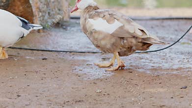 Beautiful muscovy duck with brown and white feathers forages for food in a muddy farmyard, showcasing the beauty of