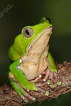 Giant Monkey Frog