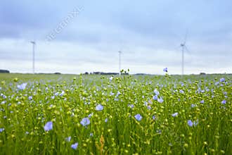The field of blooming flax and windmills